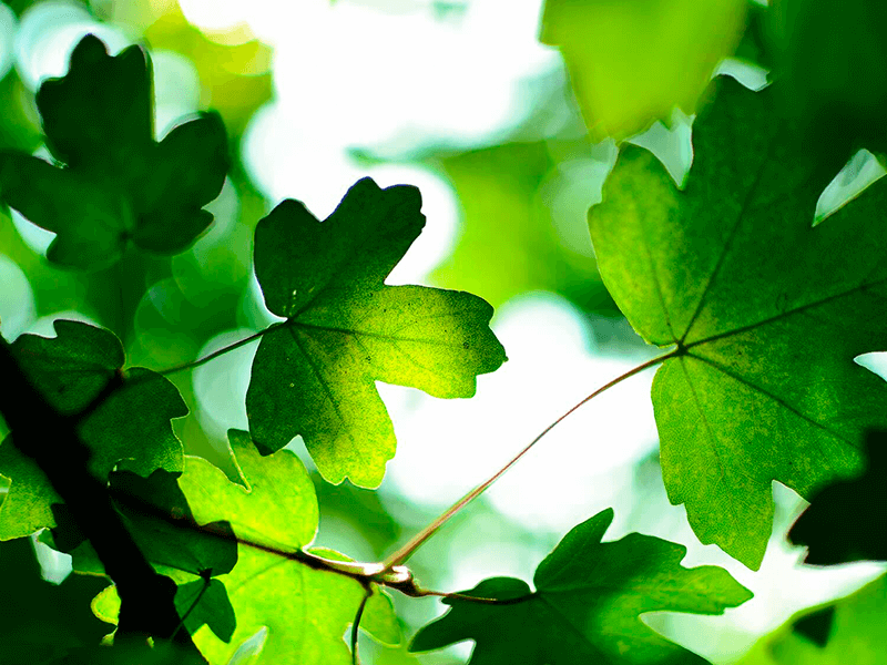 On Climate Change and Hope: Despite Rising Carbon Dioxide Emissions, We Can Still Tackle Global Warming